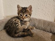Baby Katzen/Kitten - Abtsteinach