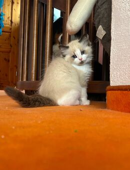 Süße Ragdoll Kitten ab Mitte November abzugeben - Lichtenberg (Erzgebirge)
