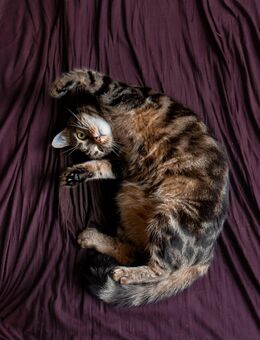 wildfarbene Katze Cressida - Berlin
