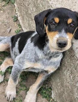 Robbie - Welpe Mischling Rüde Mix - Neubrunn (Bayern)