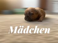 Wunderschöne Französische Bulldogge Welpen - Angermünde