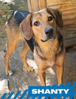 Shanty - treue, anhängliche Kuschelmaus - Berlin