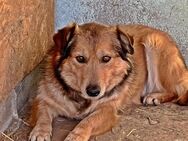 Maxi, sehr unsicher - Bonndorf (Schwarzwald)