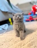 Liebevolle bkh kitten, geimpfte Britisch Kurzhaar Kitten suchen ein Zuhause in 52070