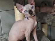 Sphynx-Kitten - Regensburg