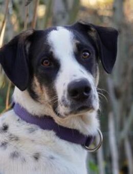 Möchten Sie Nettuno bei sich aufnehmen? - Neuss