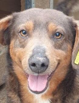 IVO-2-jähr.,menschen-bezogener Rüde,42cm - Rösrath