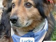 LUCKY ruhiger Glückspilz sucht Zuhause - Kissing