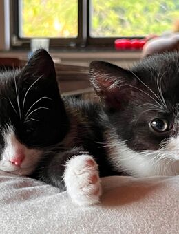 Katzen Kitten - Engelskirchen