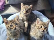 3 Kitten suchen ein liebevolles Zuhause - Kiel