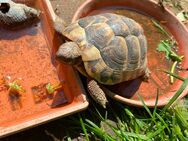 Griechische Landschildkröte alter 4 Jahre - Hungen Zentrum