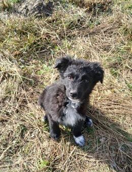 🌟 Welpe Goose sucht Abenteuer 🌟 - Eislingen (Fils)