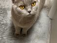 Süße BKH Katze sucht ein neues Zuhause in 53757