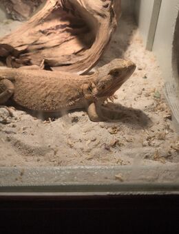 Bartagame abzugeben - Lauingen (Donau)