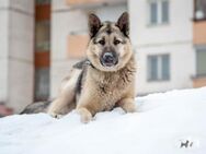 Luna - eine außergewöhnliche Hündin - Augsburg