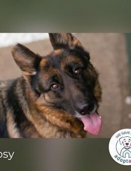 Gibsy Gimme a Herrchen after midnight - Kirchzell