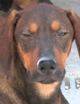 Pajero -intelligent und lebhaft- - Oldenburg