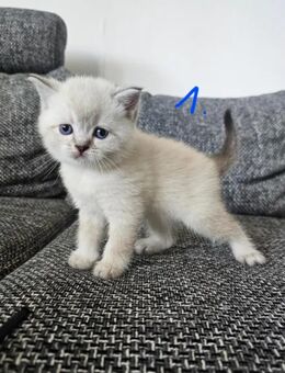 Katzen BKH - Berlin Spandau