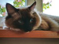 Zauberhafter Ragdoll-Kater - Friesenheim (Baden-Württemberg)