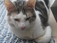 Lieber Paco sucht passendes Zuhause - Margetshöchheim