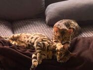 2 Bengalkatzen suchen gemeinsam neues Zuhause - Bremen