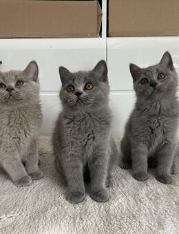 BKH kitten (lilac und blue) - Stimpfach