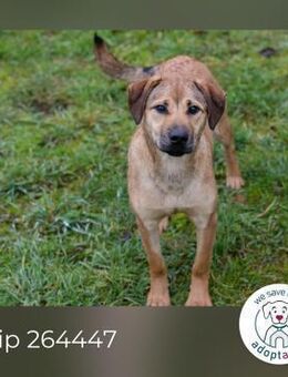 Chip 264447 sucht ein Zuhause - Kirchzell