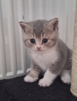 Nur noch 1 kl. BKH Katerchen - Schwedt (Oder)