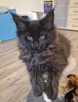 Zauberhafter Maine Coon Kitten (Kater) - Westerkappeln
