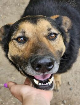 Harry- Schäfi-Mix sucht.... - Nürnberg