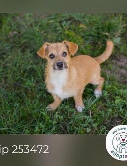 Chip 253472: Hundekind sucht ein Zuhause - Kirchzell