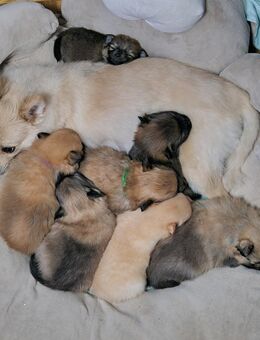 Zwergspitz Welpen suchen liebevolles zu Hause - Ronshausen