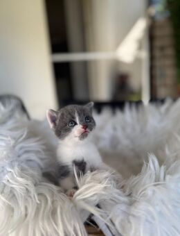 Bkh Kitten grau - Lauingen (Donau)