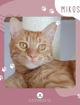 Kater Mikosch sucht sehnsüchtig seine Familie - Pinneberg