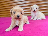 Maltipoo Welpen - Saterland