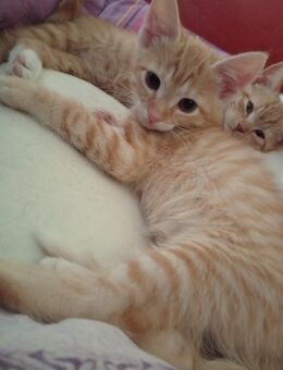 Hauskatze Kitten rot getigert - Bleckede