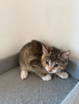 Katzenbabby - Grevenbroich