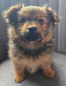 Kleinspitz Welpen in 26382