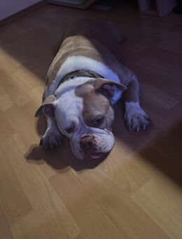 Unser Mausi sucht neues Zuhause - Osnabrück Zentrum