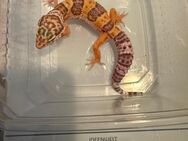 1.0 Red Dymont Leopardgecko Männchen Enz 24 abzugeben Übergabe Hamm möglich - Emsdetten