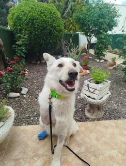 Dreibeinige, tolle Creta sucht Familie - Berlin
