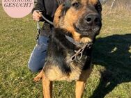 Wundervoller SIMBA sucht seine Familie❤️ - Saarbrücken