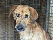 Mattheo sucht sein sicheres Zuhause - Berlin
