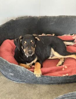 Buffy; kerniger Junghund - Geilenkirchen