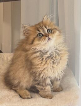 BKH Kitten - Rüsselsheim
