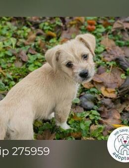 Chip 275959: Hundekind sucht ein Zuhause - Kirchzell