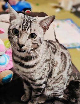 Bengal Kater - Beverungen