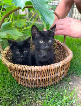 Zwei süße Baby Katzen BKH Mix Kater suchen ein liebevolles Zuhause - Bielefeld Oldentrup