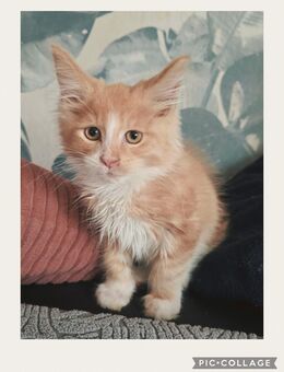 Maine Coon Kater - Herzberg (Harz)