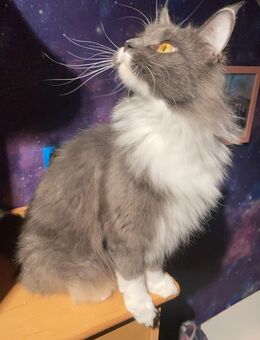 Maine Coon Damen - Lünen